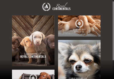 Royalcontinentals.com - Hunde der Rassen Chihuahua & Labrador